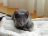 gato azul ruso tumbado