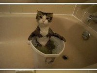 a los gatos les gusta el agua
