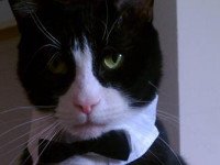 bond, gato bond