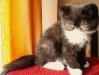 Foto Gatitos - Cachorro 