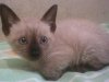 Foto Gatitos - Cachorro 