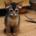 Foto Gatitos - Cachorro 