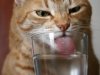 gato-con-sed.jpg