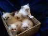 Razas de gato: gato Ragdoll