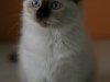 Razas de gato: gato Ragdoll