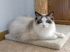 Razas de gato: gato Ragdoll