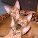 Familia de gato abisinios