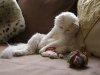 Gato de angora cachorro