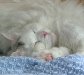 Gato de angora durmiendo