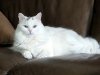 Gato de angora en el sofá