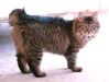 Razas de gato: gato Bobtail Americano