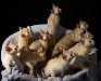 Razas de gato: gato burmés