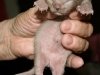 Razas de gato: gato burmés