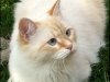 Razas de gato: gato siberiano