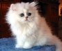 Gato persa blanco