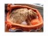 Gato persa durmiendo