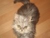 Gato persa mojado