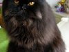 Gato persa negro
