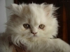 Gato persa blanco 2