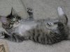 Razas de gato: Maine Coon