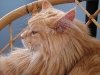 Razas de gato: Maine Coon