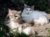 Razas de gato: Maine Coon