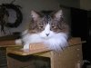 Razas de gato: Maine Coon