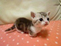 Gatito muy mono