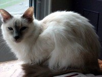 Carácter del gato balinés