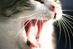 gato-bostezando1 boca de gato