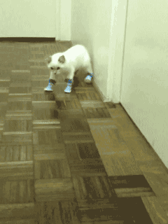 La nueva versión gato con botas