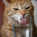 gato-con-sed3 gato con sed