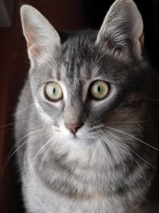 gato-gris-2 gato gris