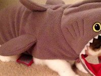 gato tiburón