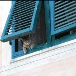 gato-ventana33 gato en la ventana