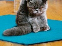 Mi gato hace yoga