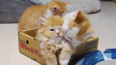 Somos gatos monos