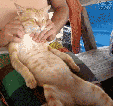 A los gatos también les gustan los masajes