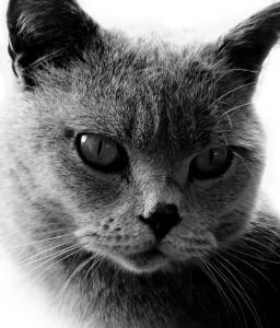 orejas y ojos gato