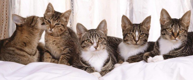 Razas de gatos