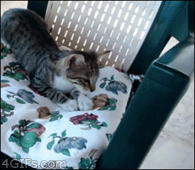 Esto...gato al suelo