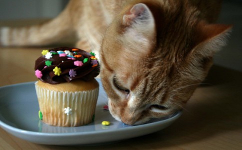 ¿Cuáles son los alimentos malos para los gatos?