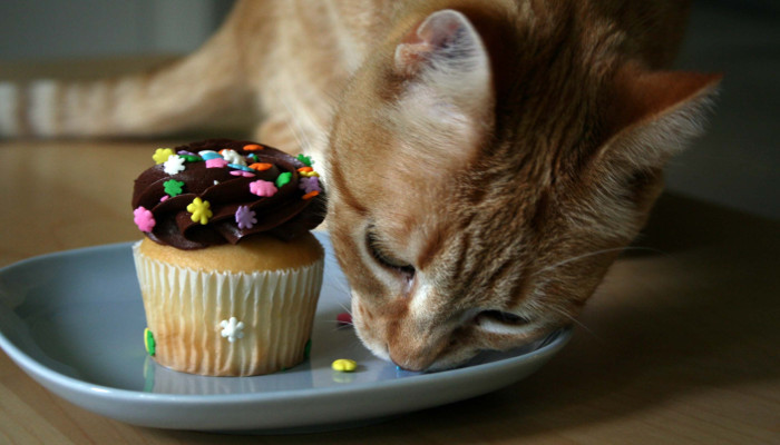 ¿Cuáles son los alimentos malos para los gatos?