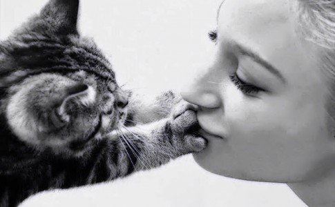 Motivos para adoptar un gato