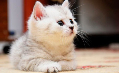 ¿A qué edad abren los ojos los gatos bebé?