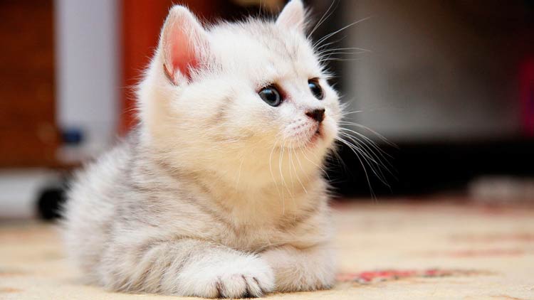 ¿A qué edad abren los ojos los gatos bebé?