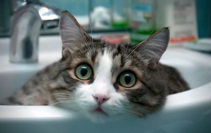 ¿A qué edad se puede bañar un gato por primera vez?