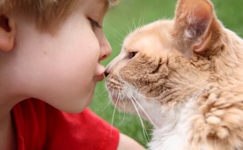 ¿Por qué es mejor adoptar un gato?