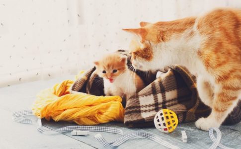 Leche materna para un gato bebé