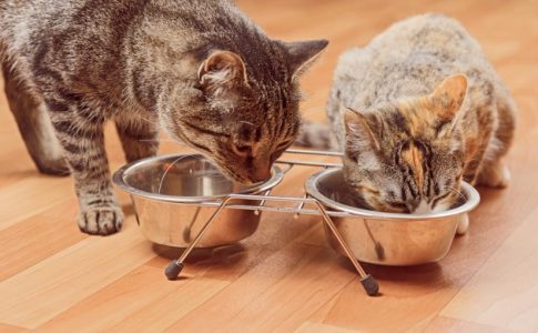 Alimentación sin cereales para gatos